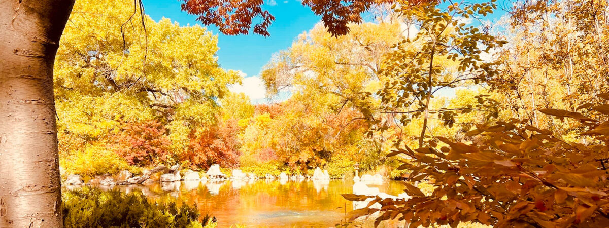 fall-leaves-in-rio-rancho-rio-grande-