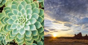A gorgeous plant and breathtaking sunset represent the natural beauty you’ll find at Mariposa.