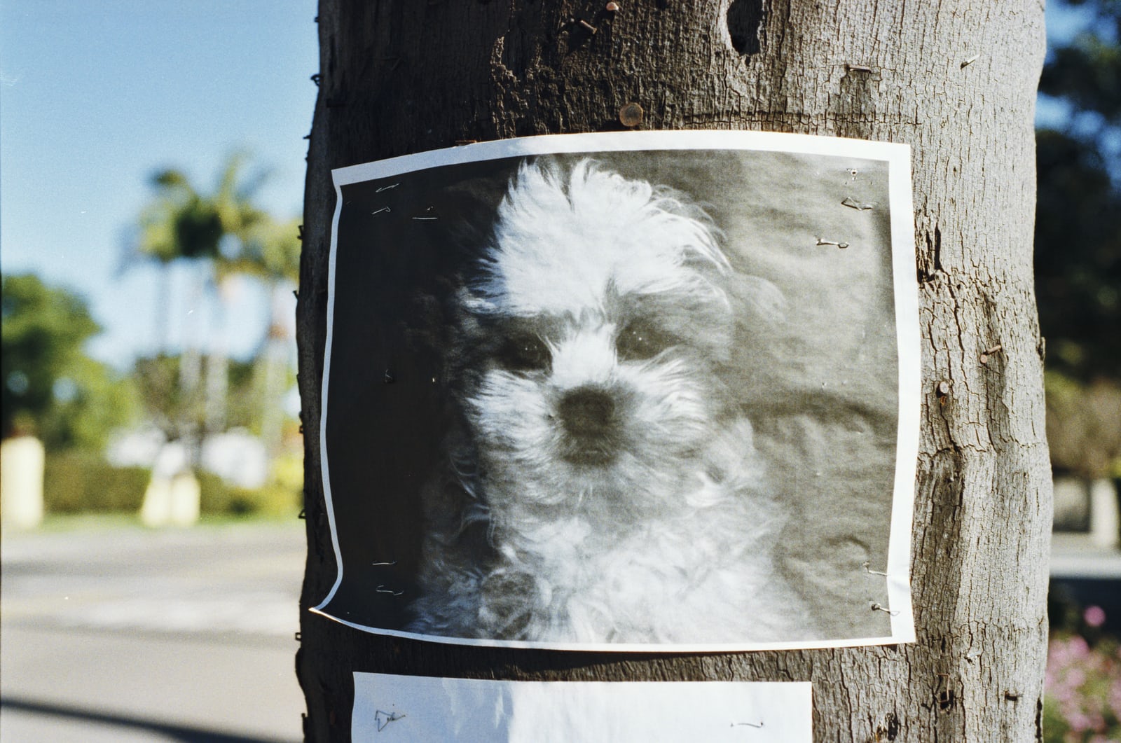 Lost Pets in Rio Rancho – Next Steps