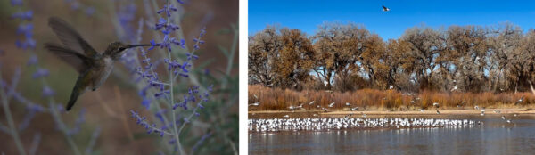 10 Best Birdwatching Spots Near Albuquerque