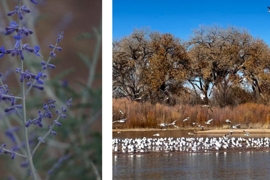 10 Best Birdwatching Spots Near Albuquerque